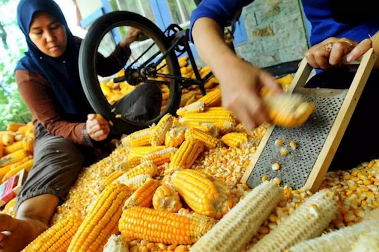 Stok Jagung Terancam Defisit, Peternak Desak Impor Pakan