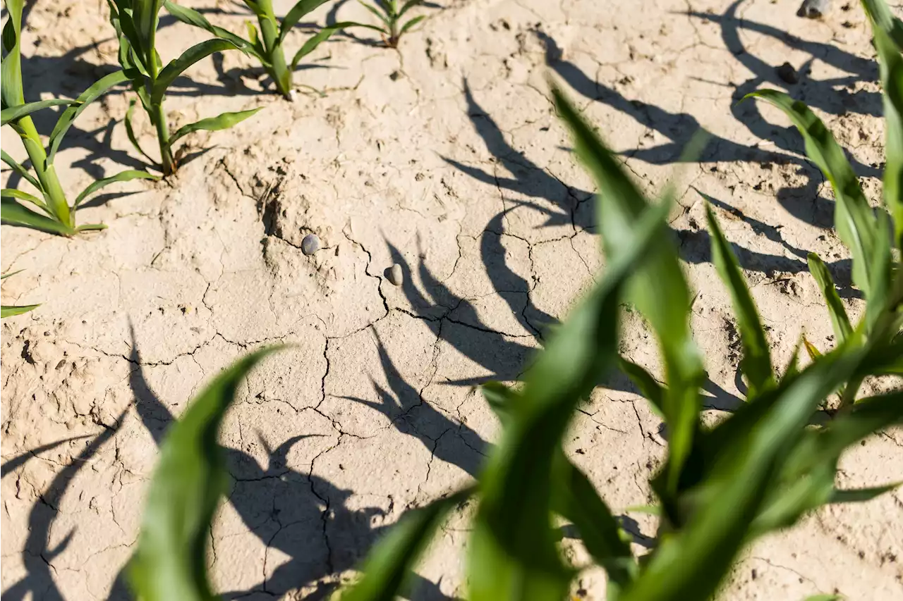 Ernteeinbußen: Verdorrt die regionale Landwirtschaft?