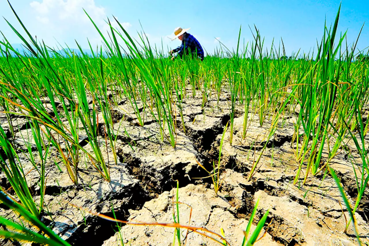 DA sets measures for El Niño farm impact | Raadee S. Sausa