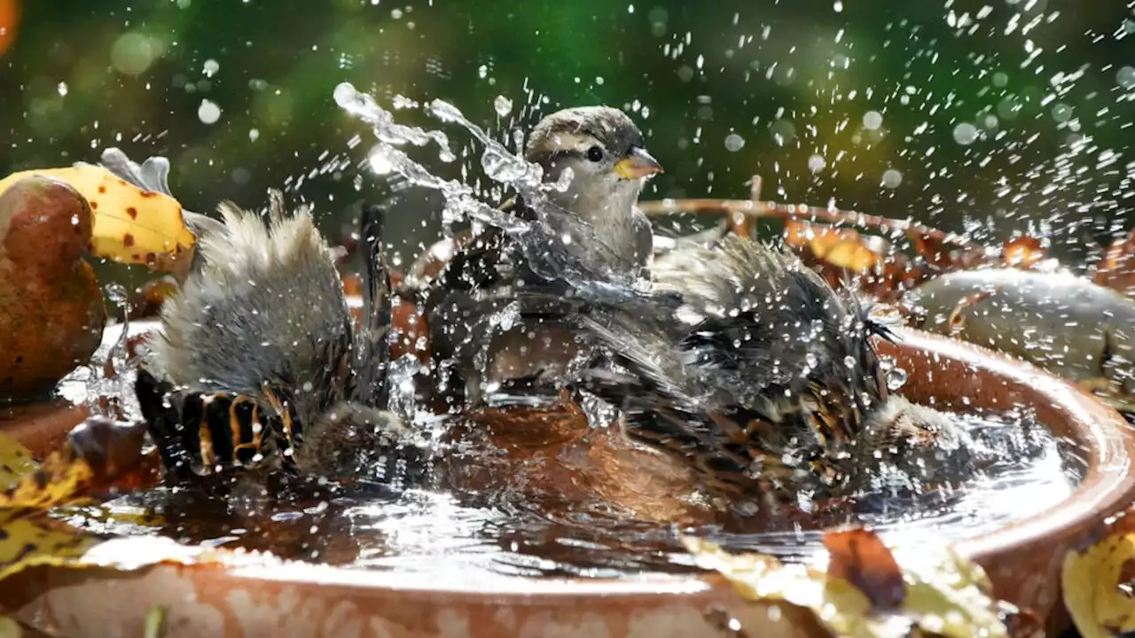 So basteln Sie ein Planschbecken für Vögel