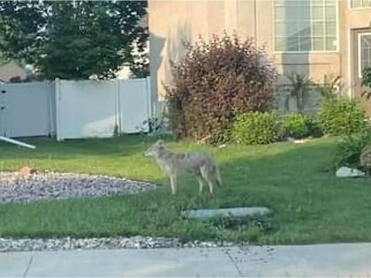 Second child attacked by coyote in Winnipeg