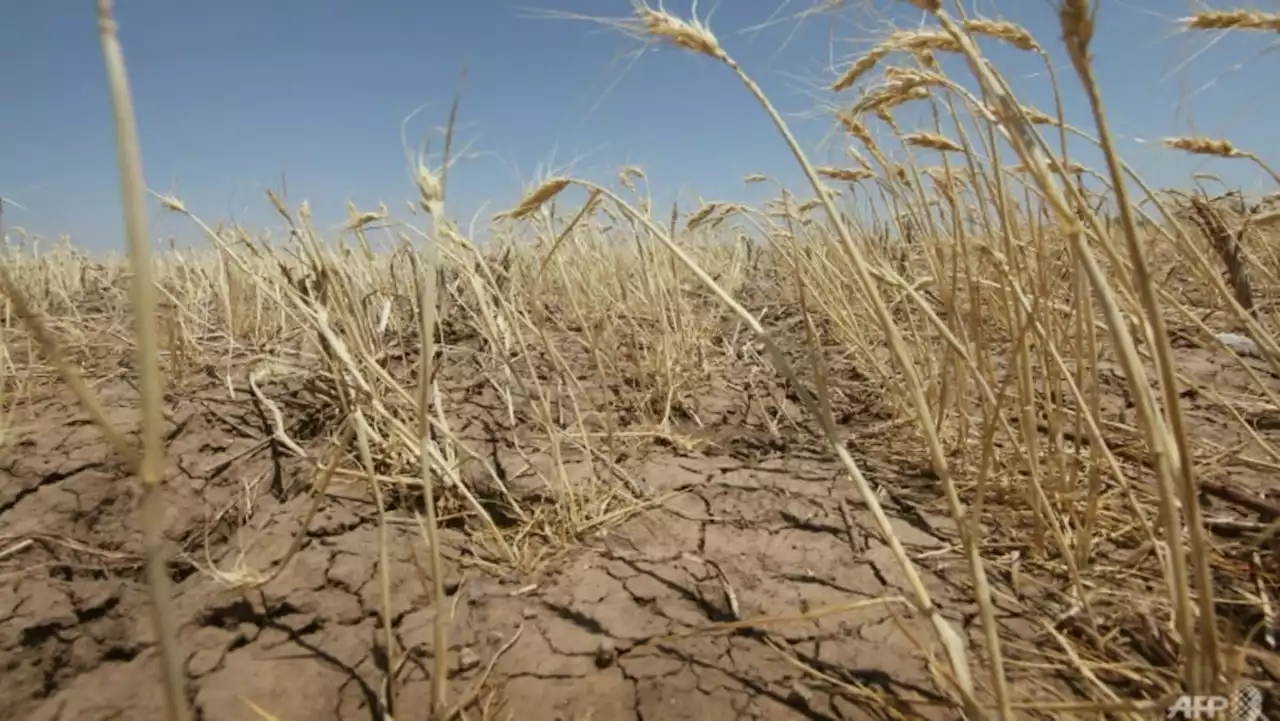 We may be underestimating the climate risk to crops: Researchers