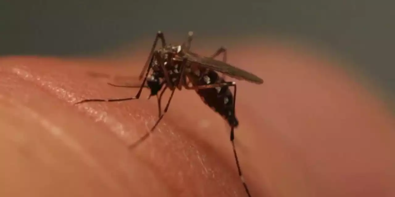 CWRU doctor shares advice after domestic malaria cases appear in U.S.