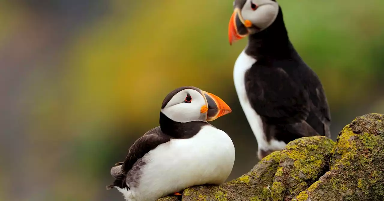 Seabirds hit by marine heatwave 'under threat with urgent action needed'