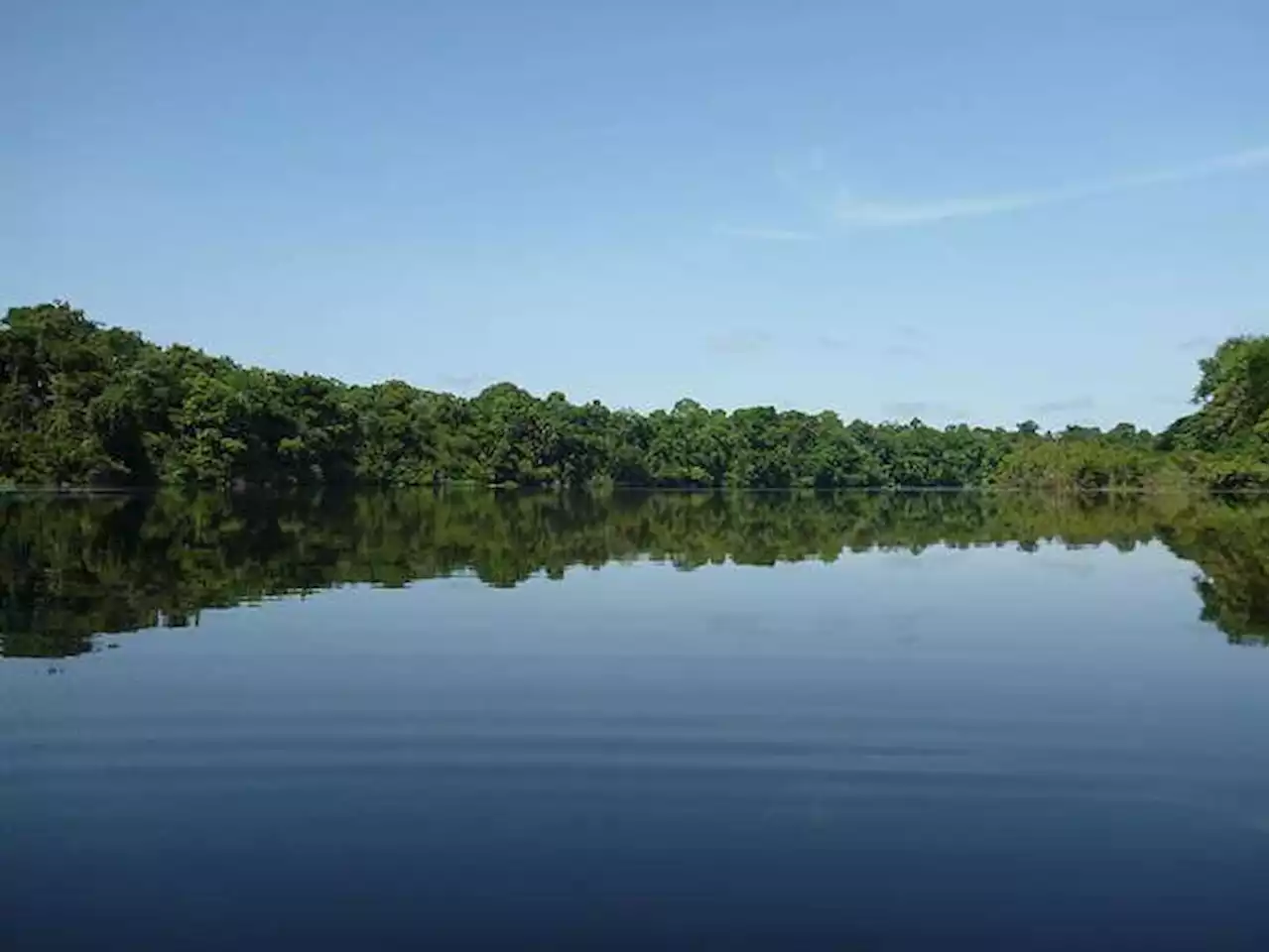 Los países que más perdieron bosque tropical en el 2022