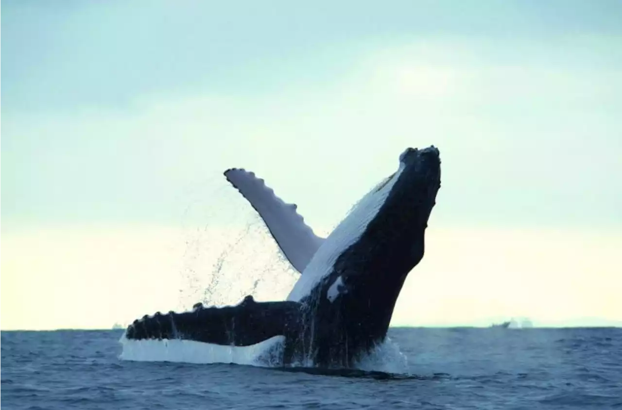 Extraordinario video muestra una ballena amamantando a su cría en Colombia