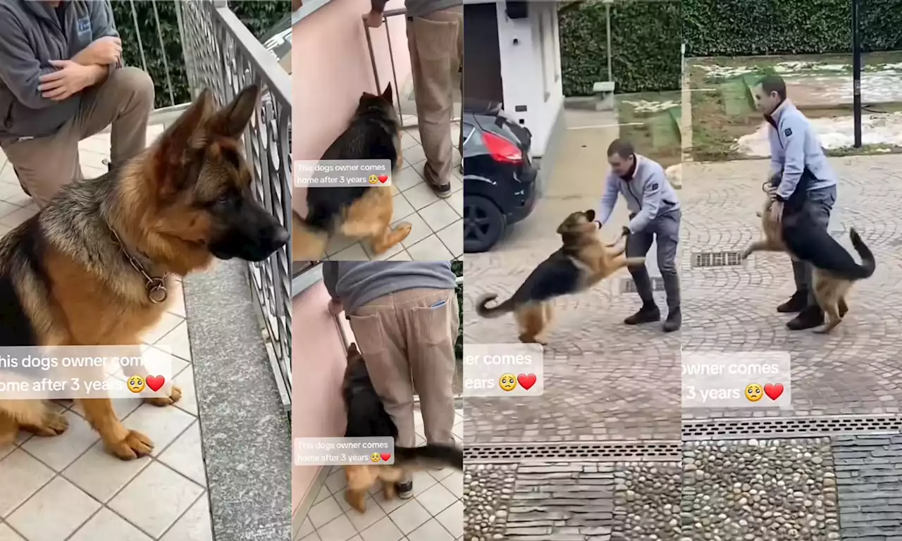 Video: el emocionante reencuentro de un hombre con su perro tras tres años sin verse