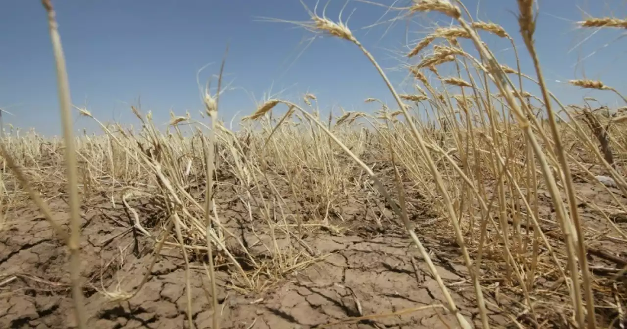 We may be underestimating the climate risk to crops: researchers