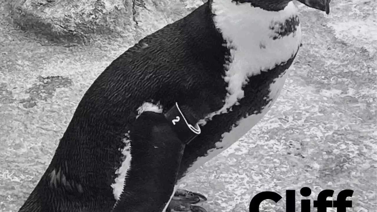 Oldest African penguin at Adventure Aquarium in Camden dies at 35