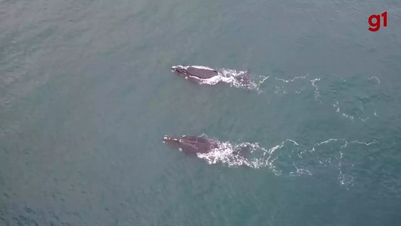 Drone flagra salto de baleia-franca em Florianópolis; VÍDEO