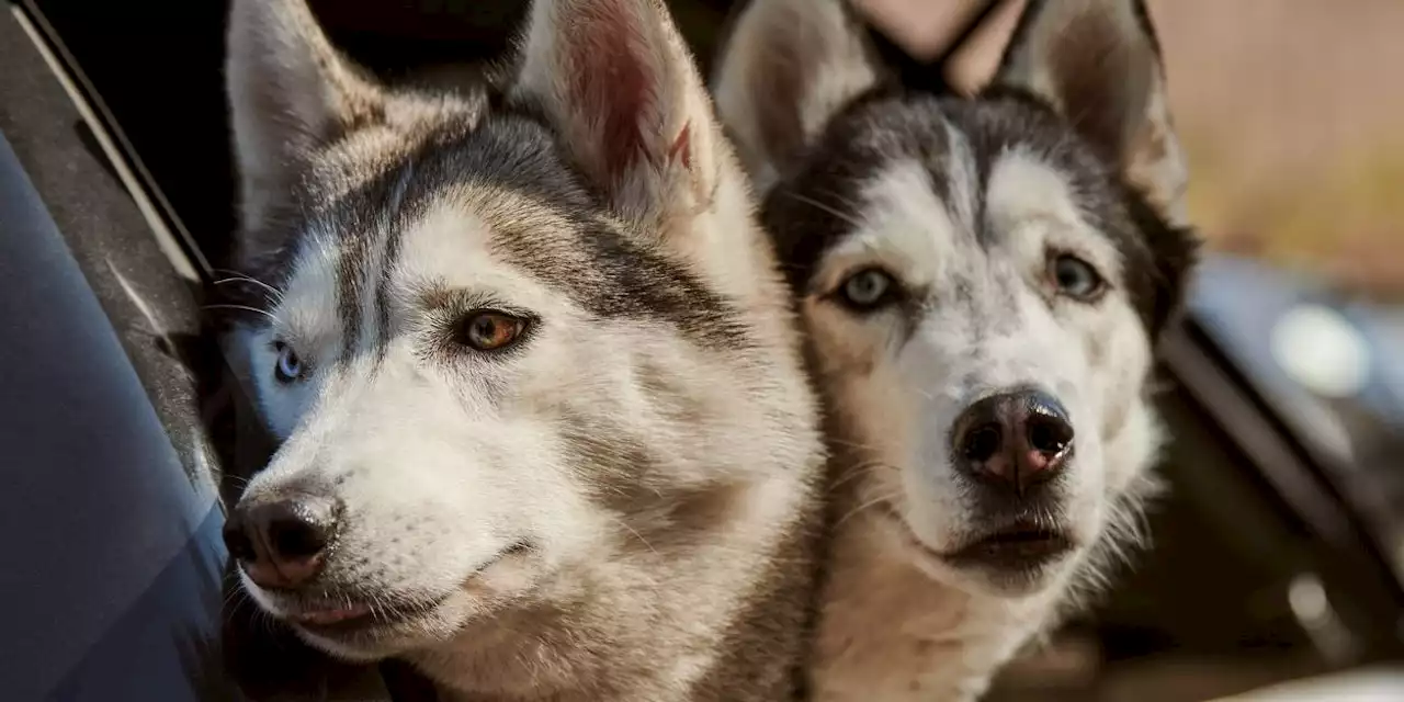 Tierquälerei – 14 Huskys im Waldviertel beschlagnahmt