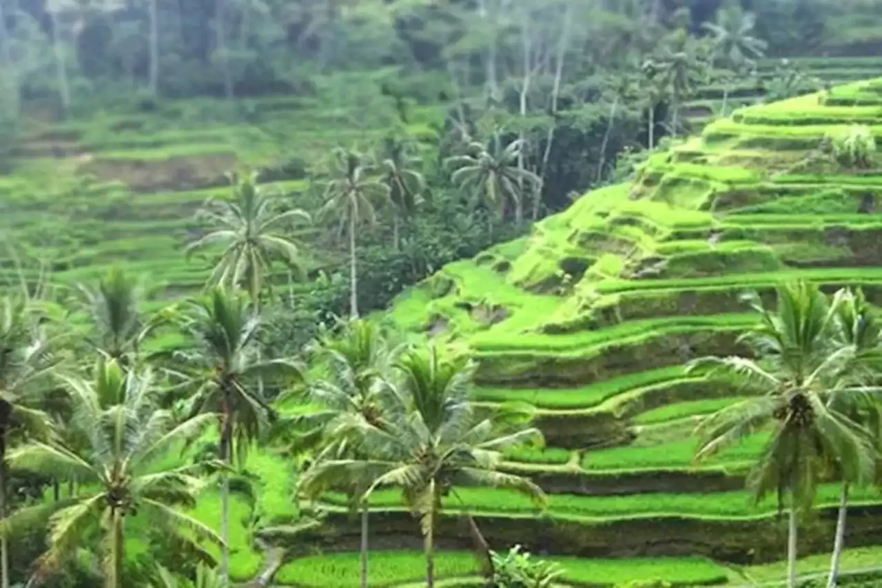 Melihat Keindahan Sawah Terasering Ubud Bali, Gambar Promosi Wisata Yang Sempat Dicomot Filipina - Jawa Pos