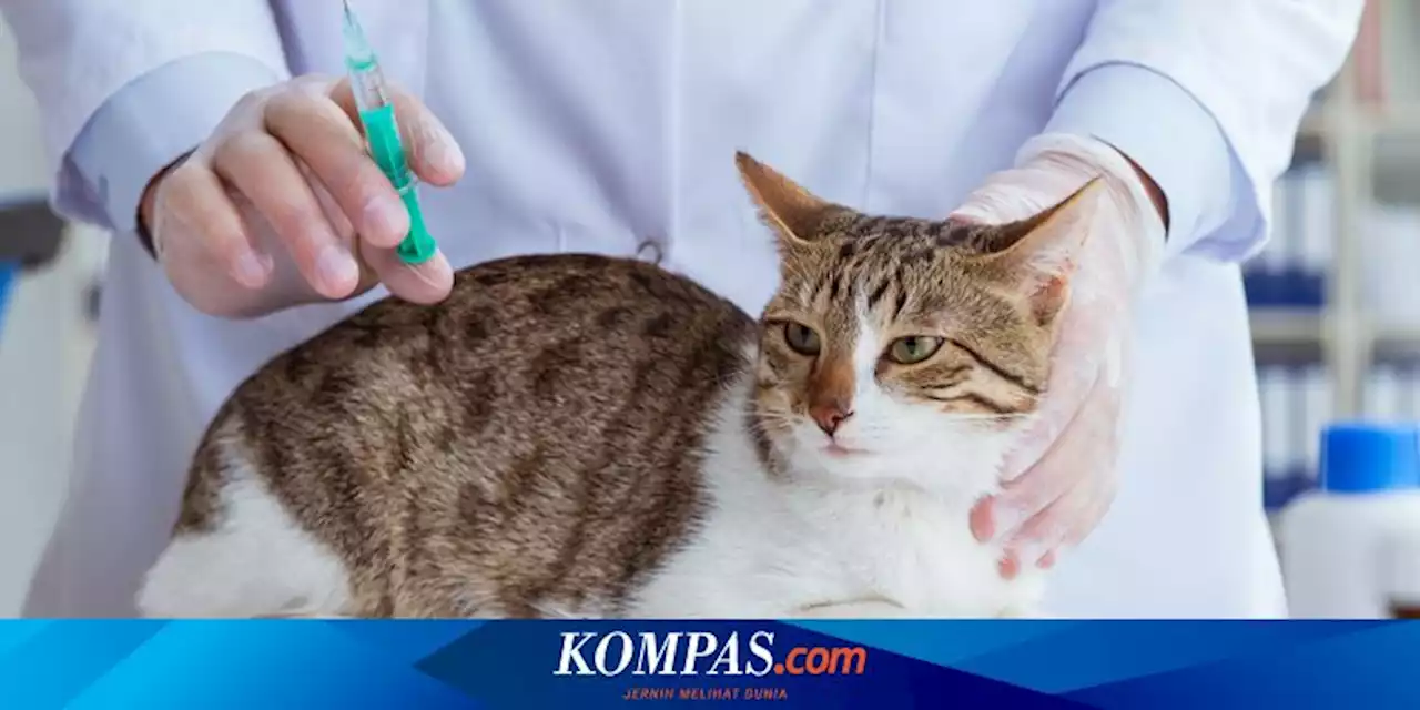 Kunci Kota Padang Bebas Rabies Sejak 2015, Vaksinasi dan Sosialisasi