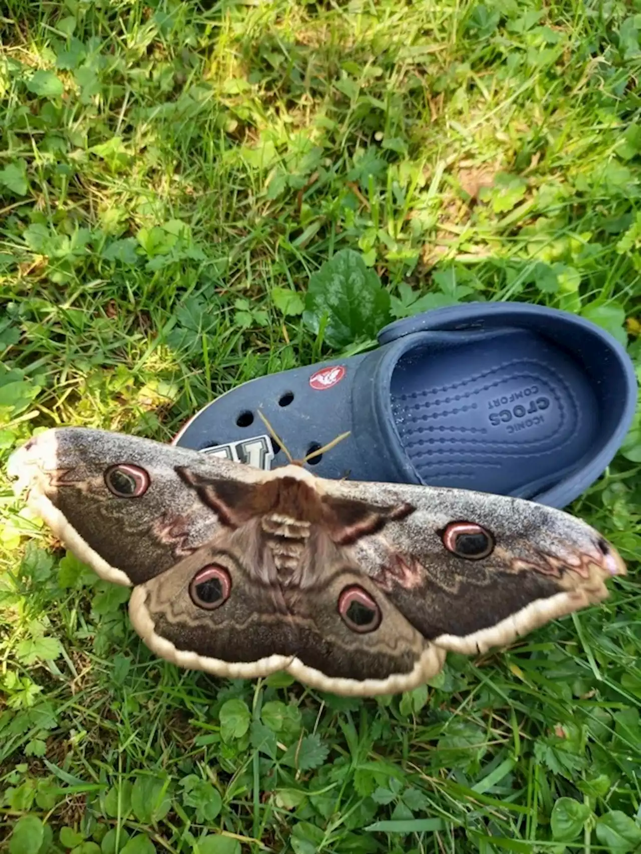 Riesenschmetterling in Garten von Wiener gelandet