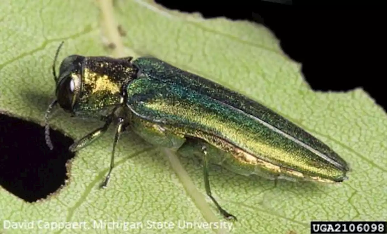 Invasive, tree-killing bug species found in Texas