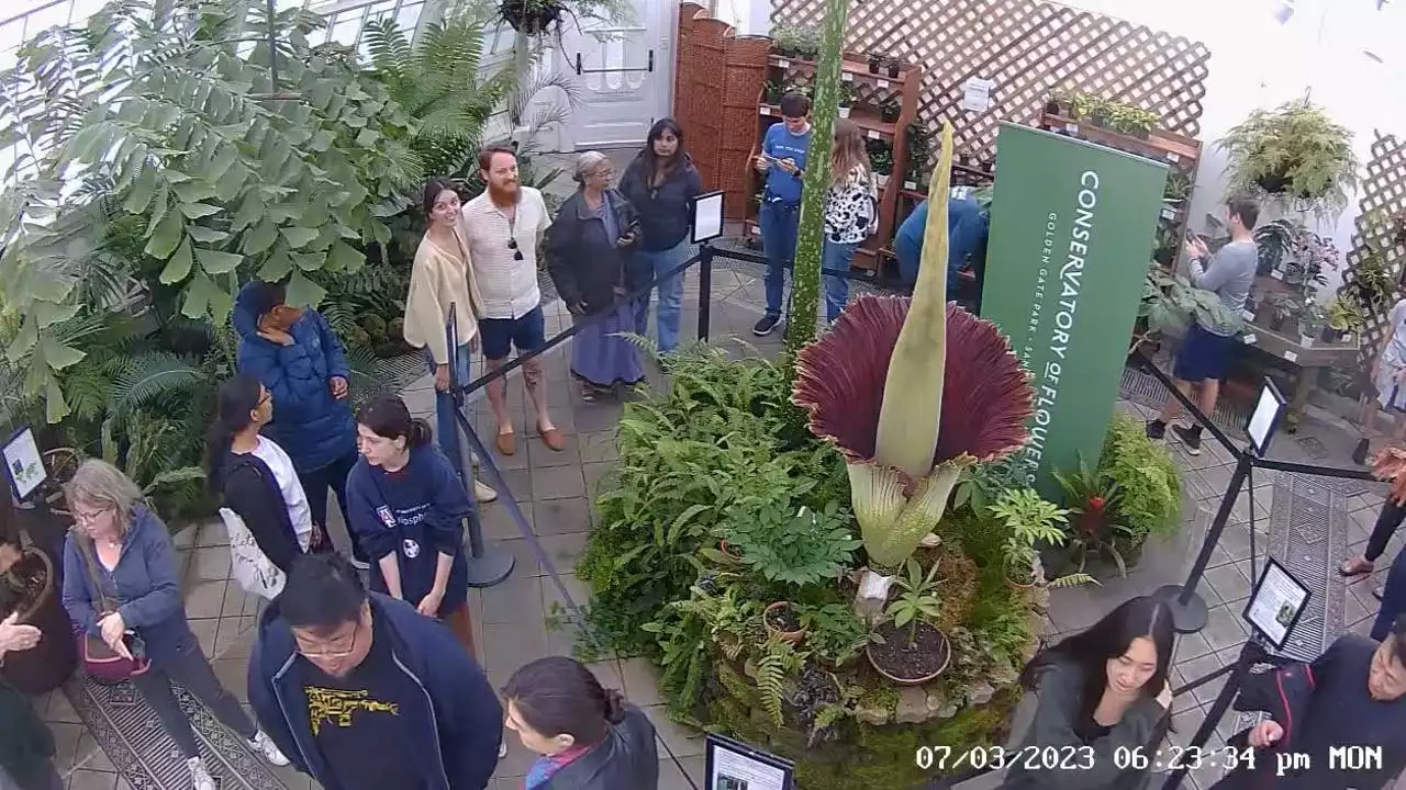 Get a whiff: Corpse flower in bloom at San Francisco Conservatory of Flowers