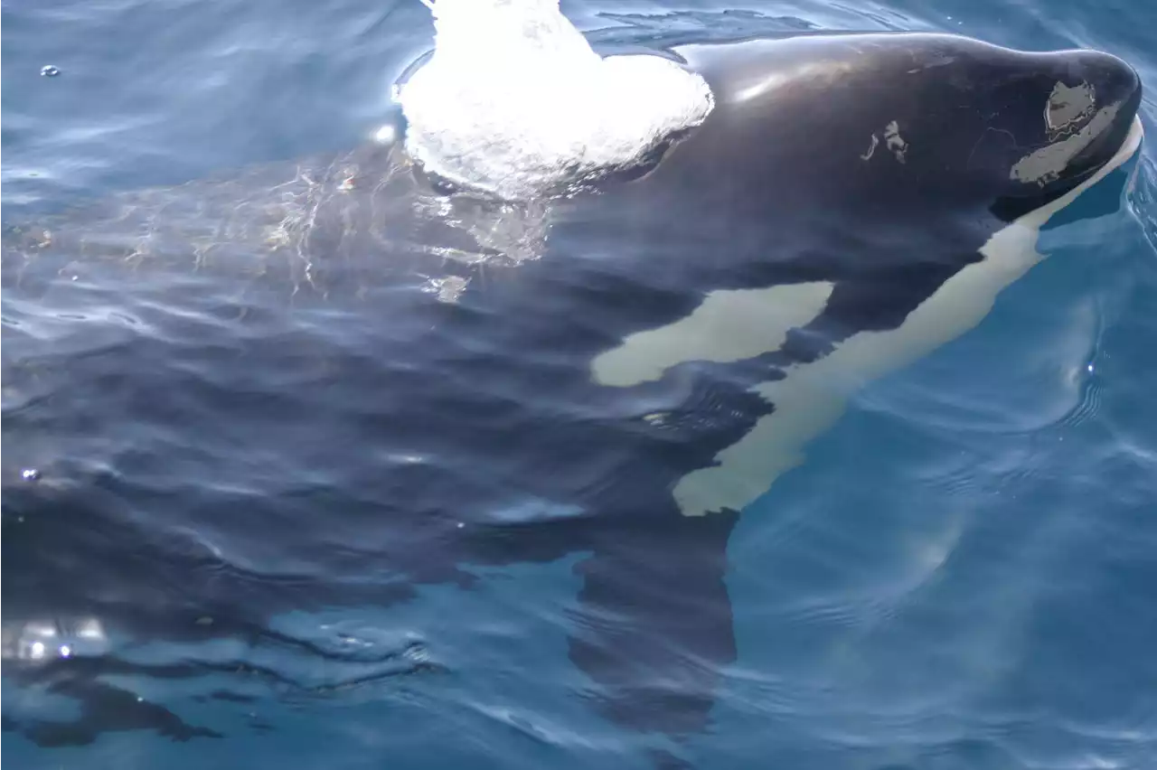 'Han empezado a ver los barcos como un juguete': la llegada de las orcas a las aguas gallegas preocupa a los navegantes