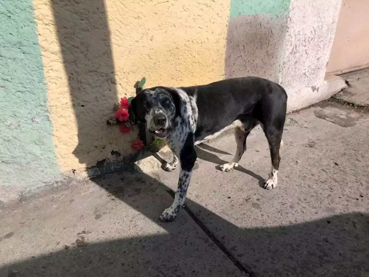 Payaso, el Hachiko de Toluca, que espera junto a la cruz de su dueño