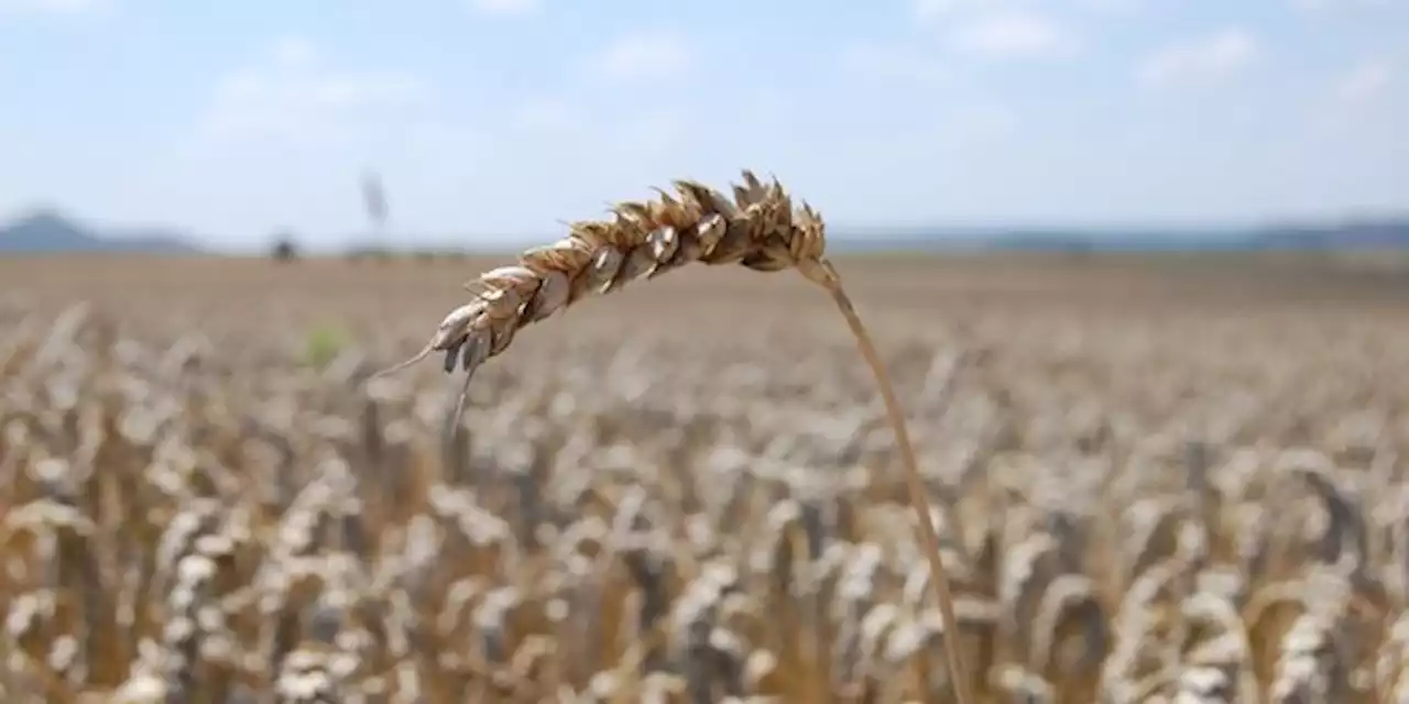 Céréales ukrainiennes : « aucune raison » de prolonger l'accord selon la Russie