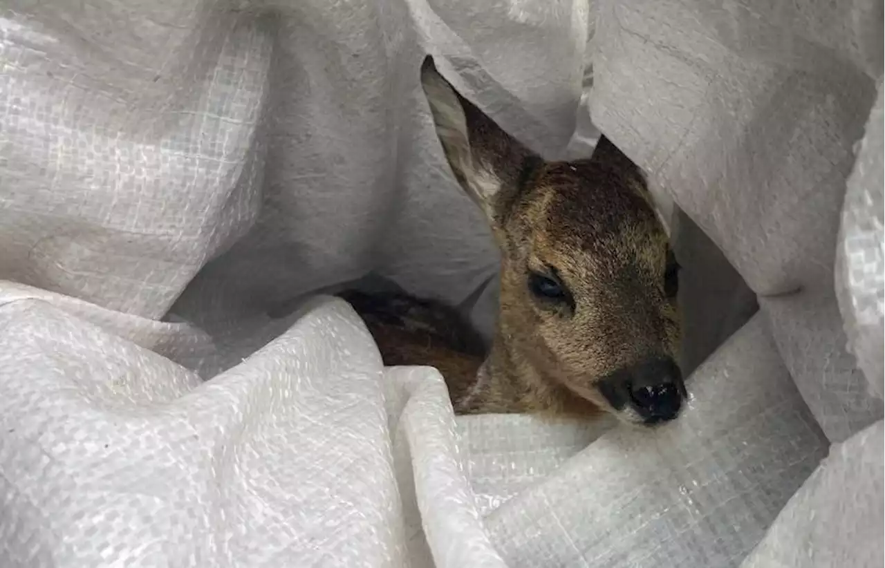 Seine Mama ist tot: Rehkitz in Wackersdorf gerettet – Nun wird Bambi per Hand großgezogen