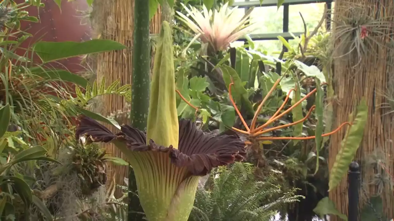 Stinkin' good news: corpse flower blooming at San Diego Botanic Garden