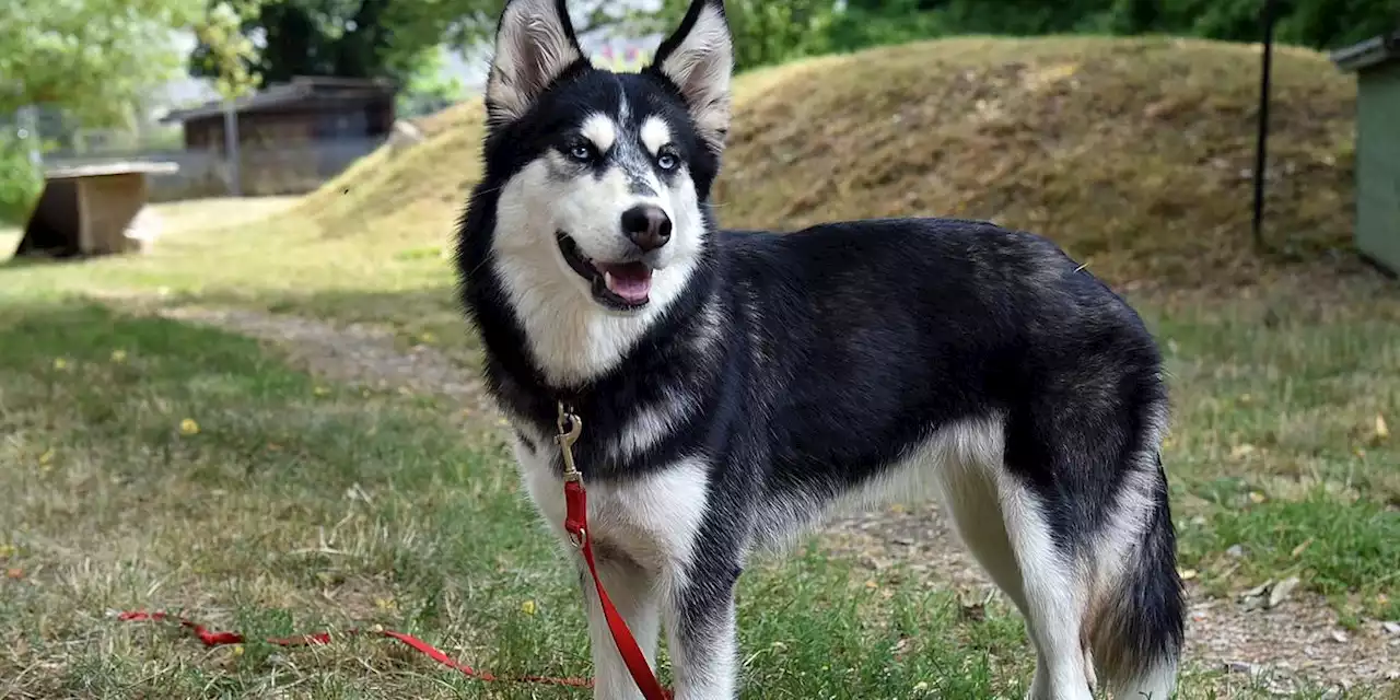 Einfach über den Zaun geworfen: Unbekannte lassen Husky im Erlanger Tierheim zurück