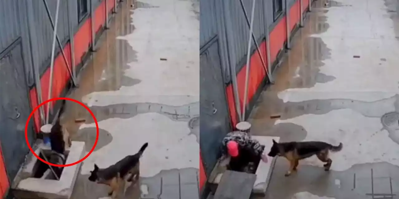 Captan momento en que perrito cae en una alcantarilla y su amigo logra rescatarlo