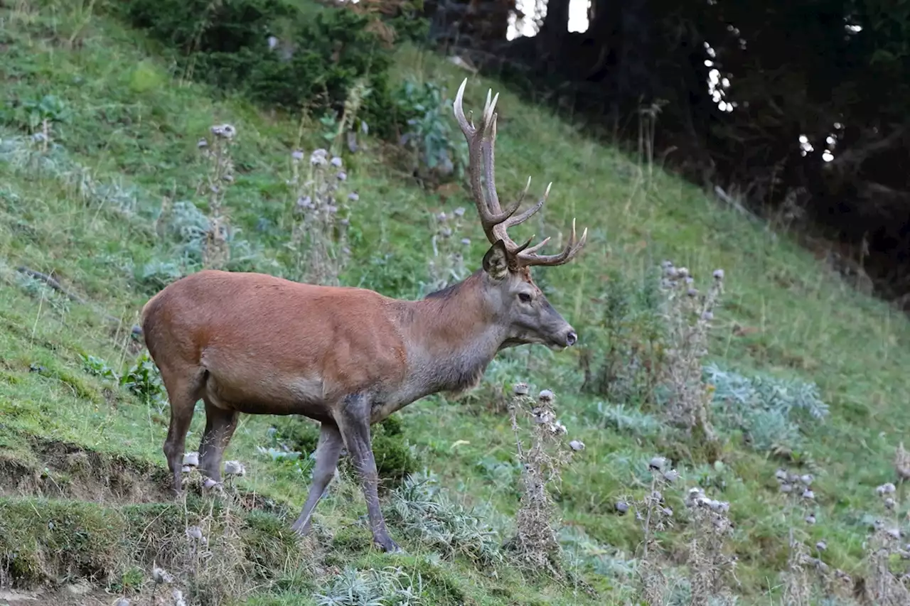 Kanton GR: Jagdbetriebsvorschriften 2023 – die Jagd erfüllt ihren Auftrag