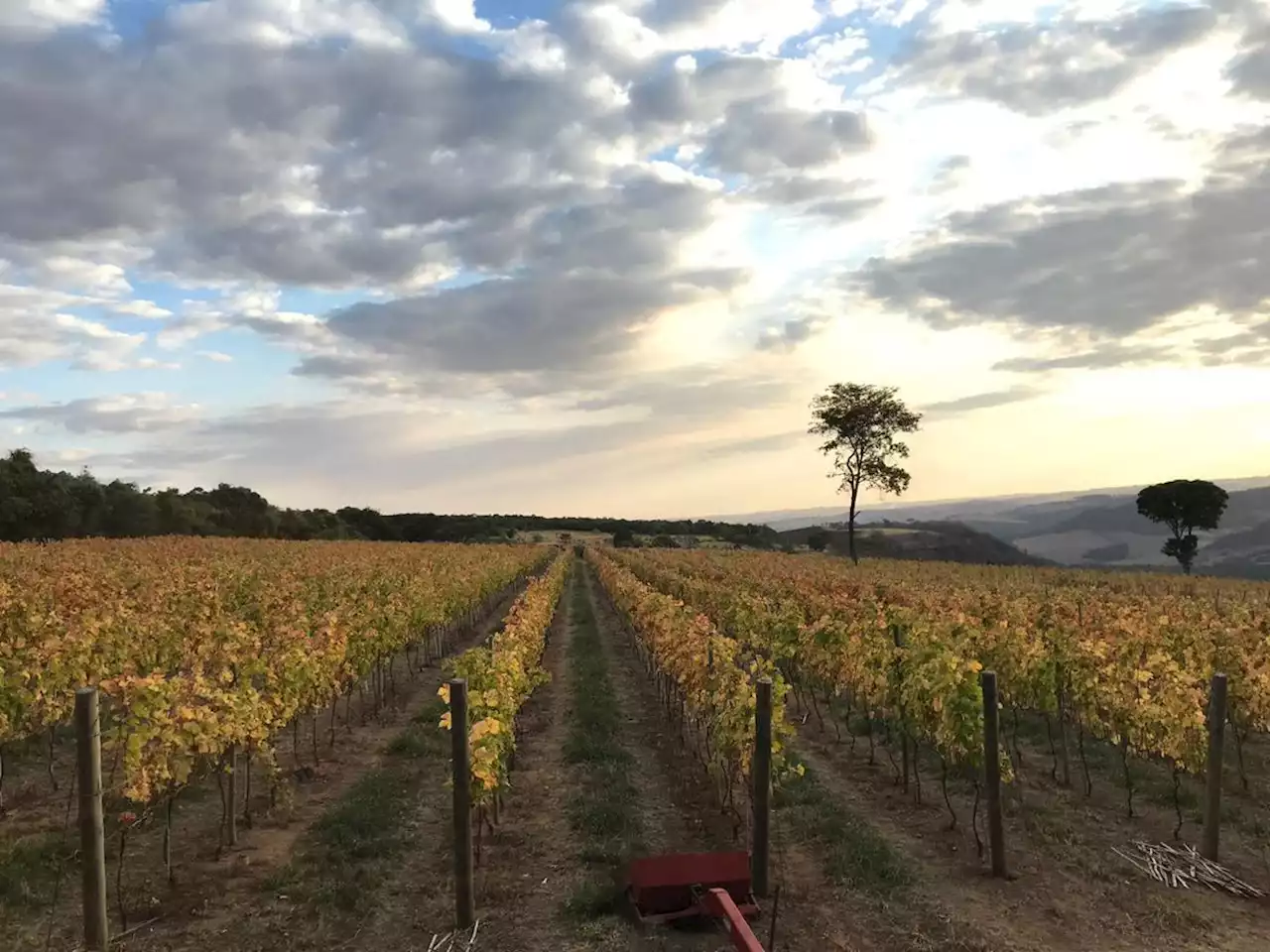 Franca: a nova fronteira do vinho paulista