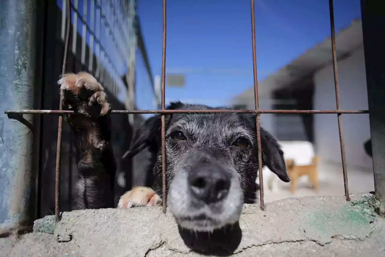 El Gobierno canario permitirá la caza de perros, gatos y hurones asilvestrados