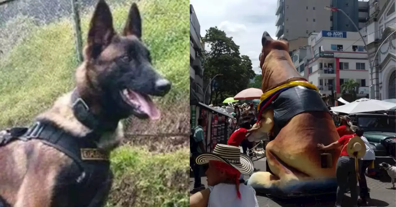 El héroe canino Wilson fue homenajeado con gigantesca carroza en Ibagué