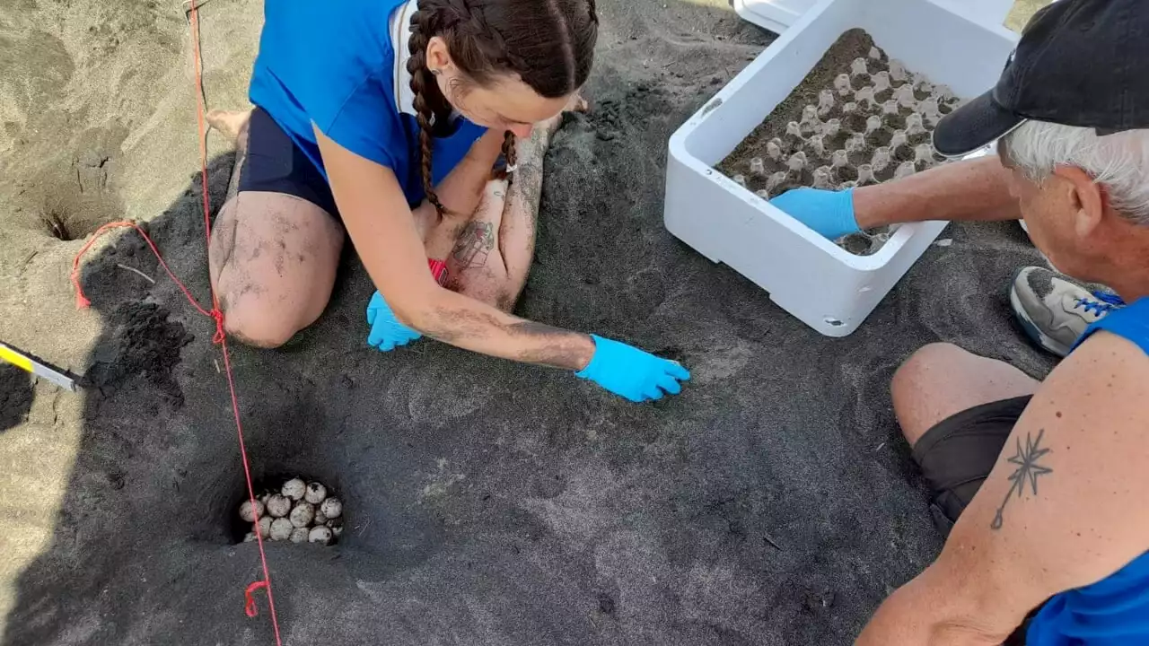 Tartarughe marine, da Capocotta ad Ostia sono già centinaia le uova deposte