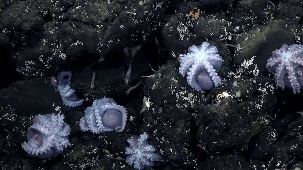 New octopus species discovered by scientists in rare 'nursery' off Costa Rican coast