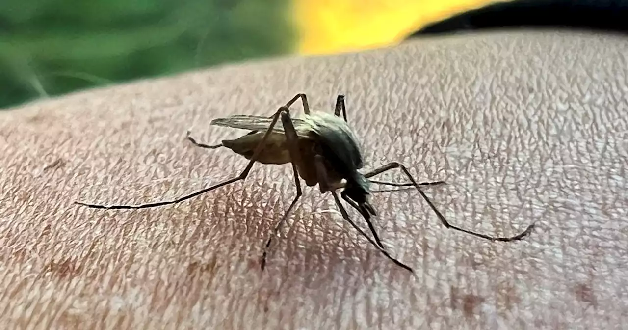 Salt Lake City mosquito population skyrockets after wet winter