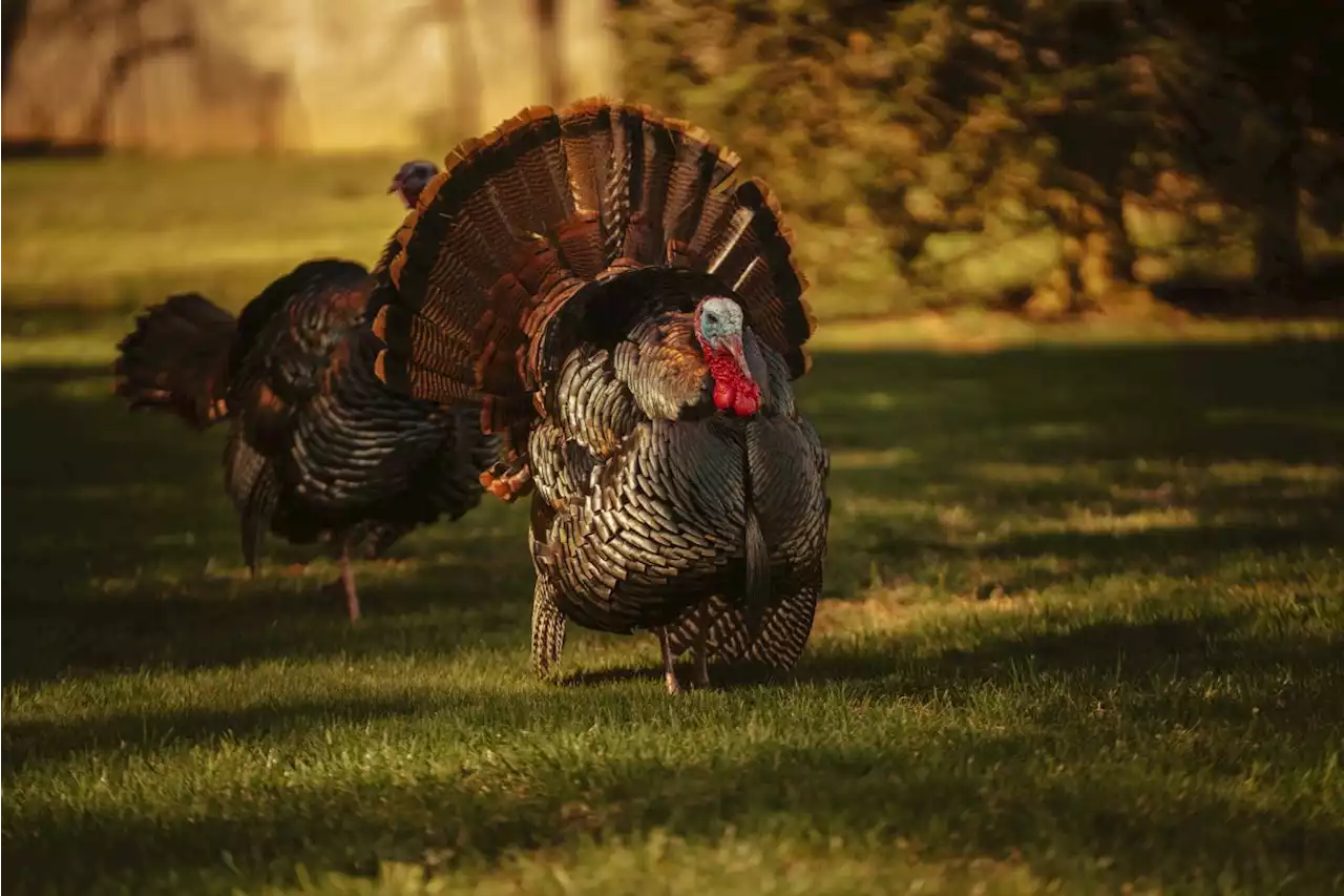 Wild turkey turns into feathery missile when drone gets too close, US video shows