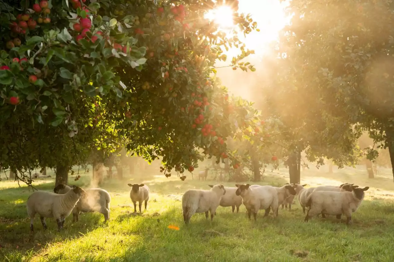 England's most edible county has a festival to fix our relationship with food