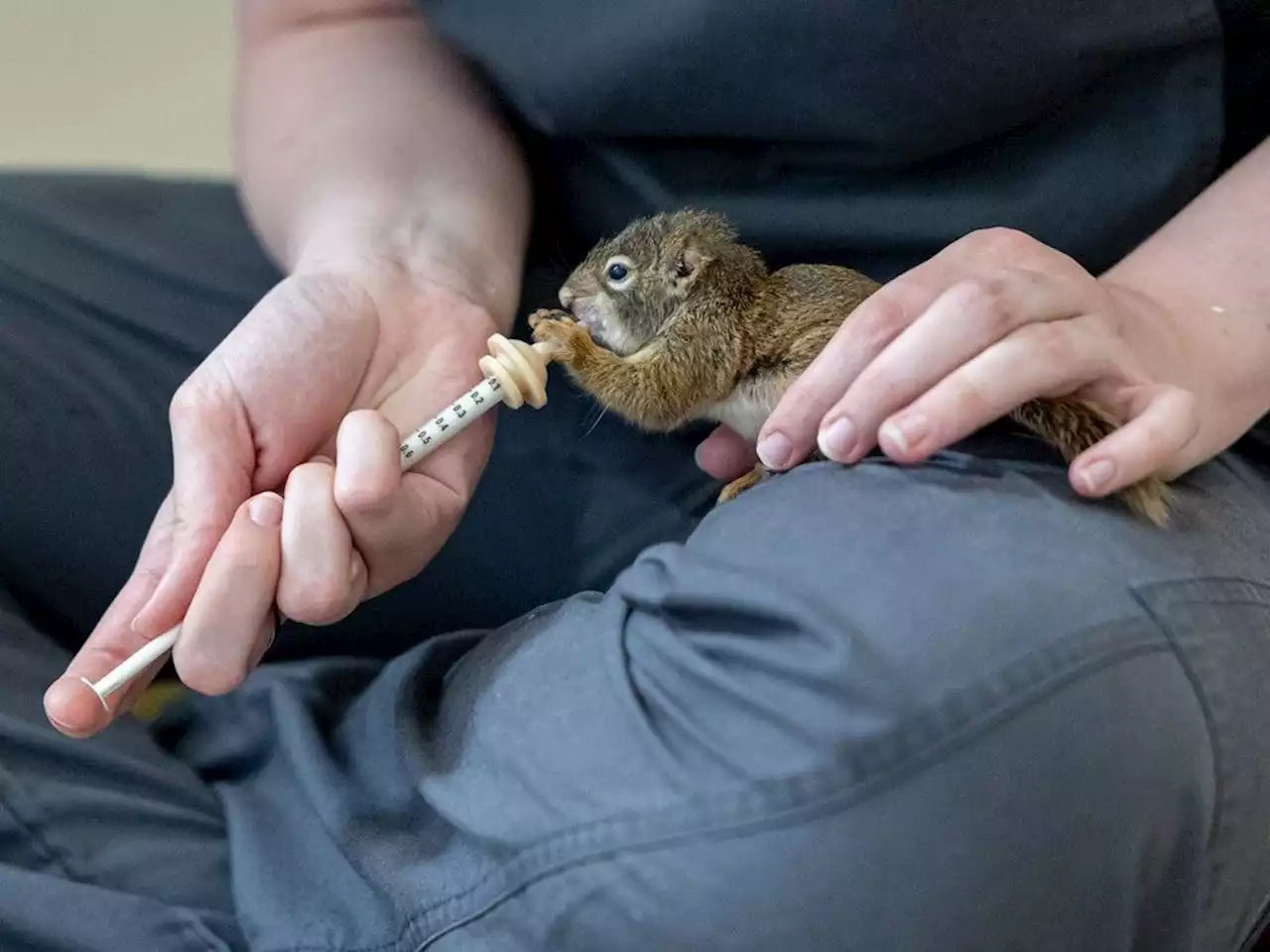 How it Works: Living Sky Wildlife Rehabilitation works to return wildlife to the wild