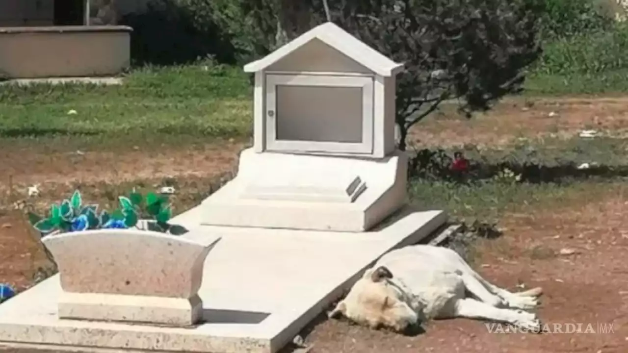 El ‘Hachiko’ de Saltillo; perrito no se separa de la tumba de su amo