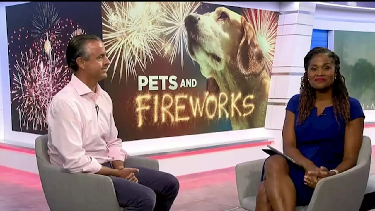 How to keep your pet safe, comfortable during fireworks