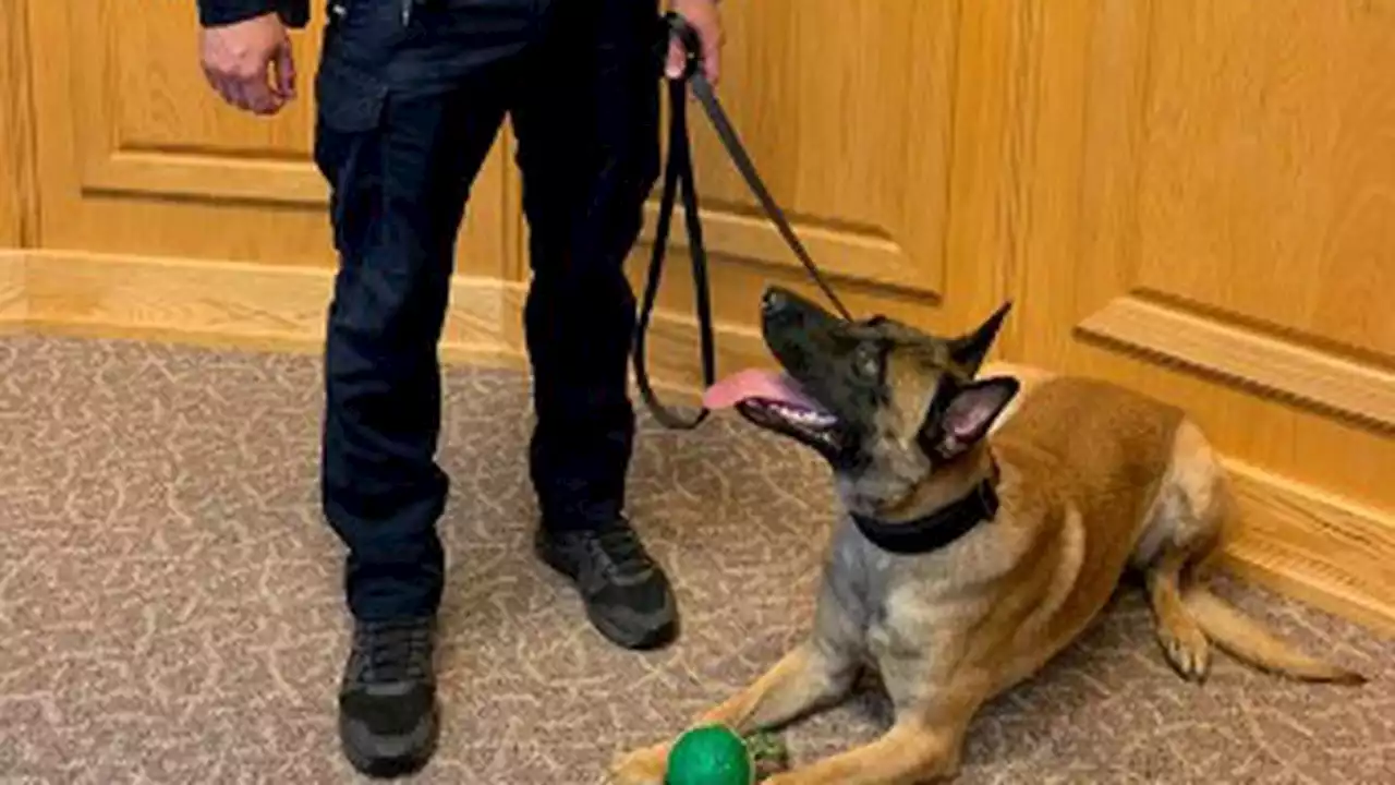 K9 Officer Maverick officially joins Duval County School Police team’s specialty K9 unit