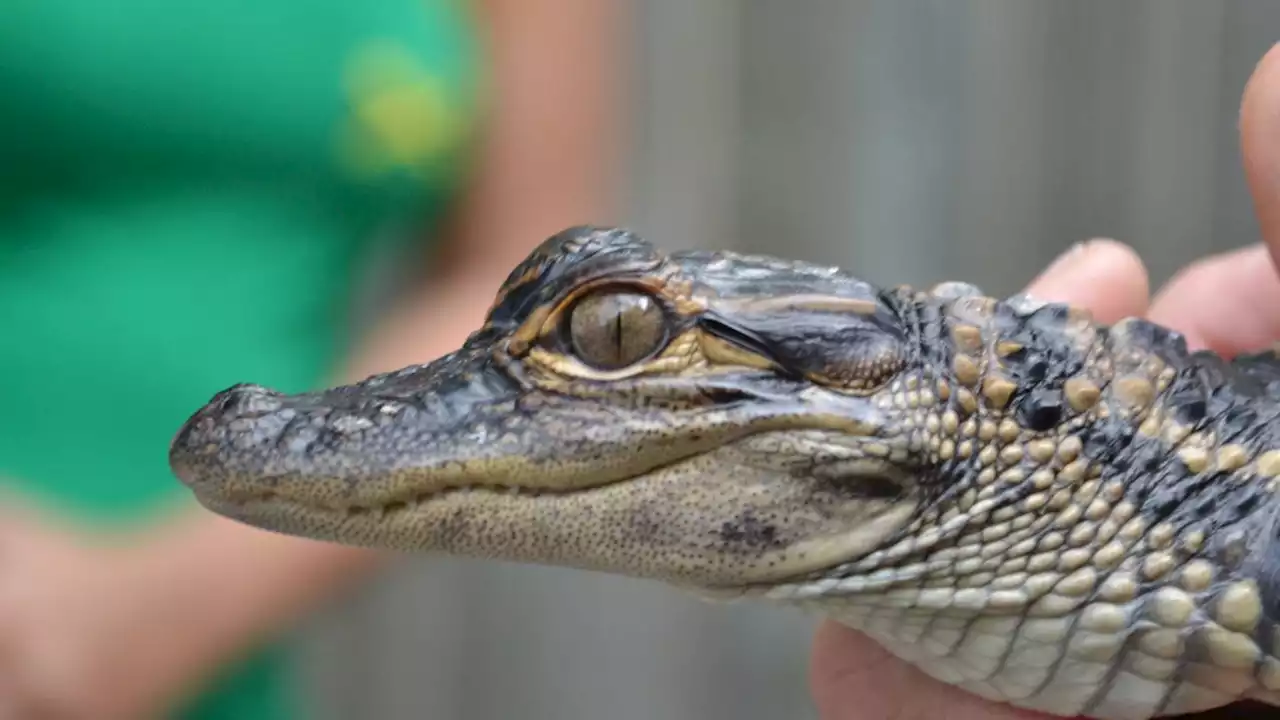 Man with alligator draped over shoulder crosses Louisiana street