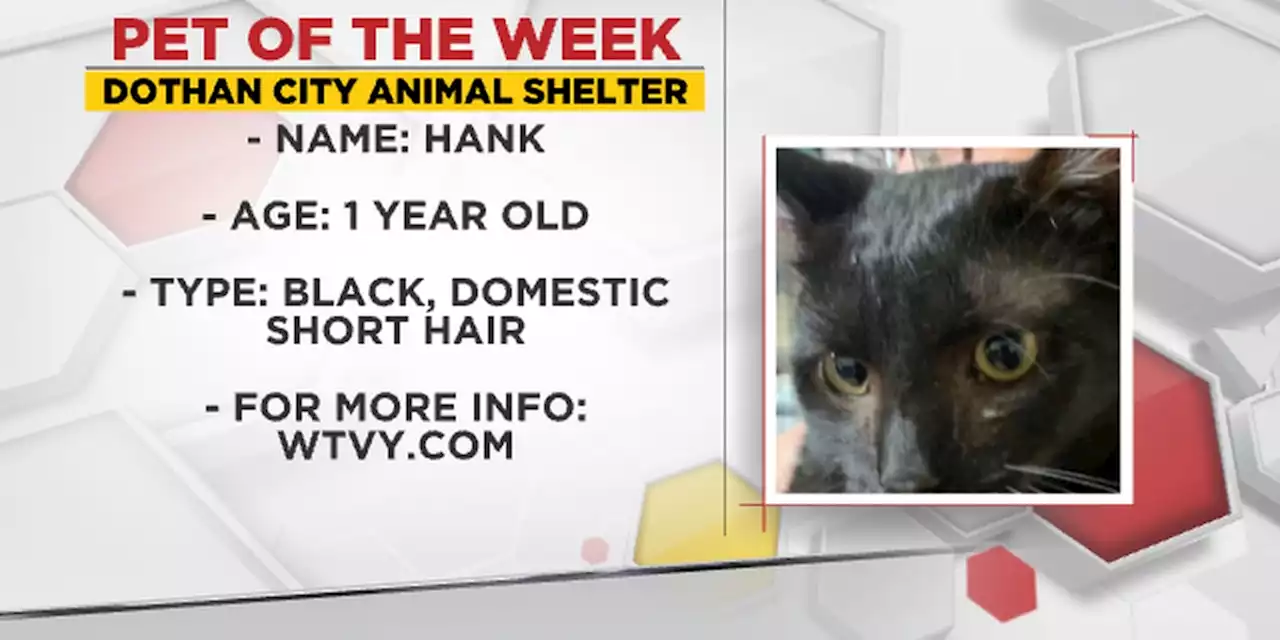 Pet of the Week: Happy Hank