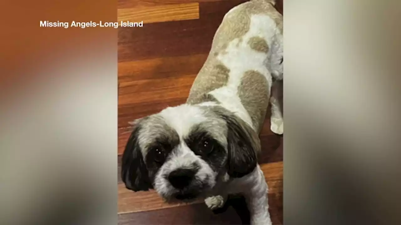 Suspect wanted for stealing Shih Tzu-poodle mix from owner's front yard on Long Island