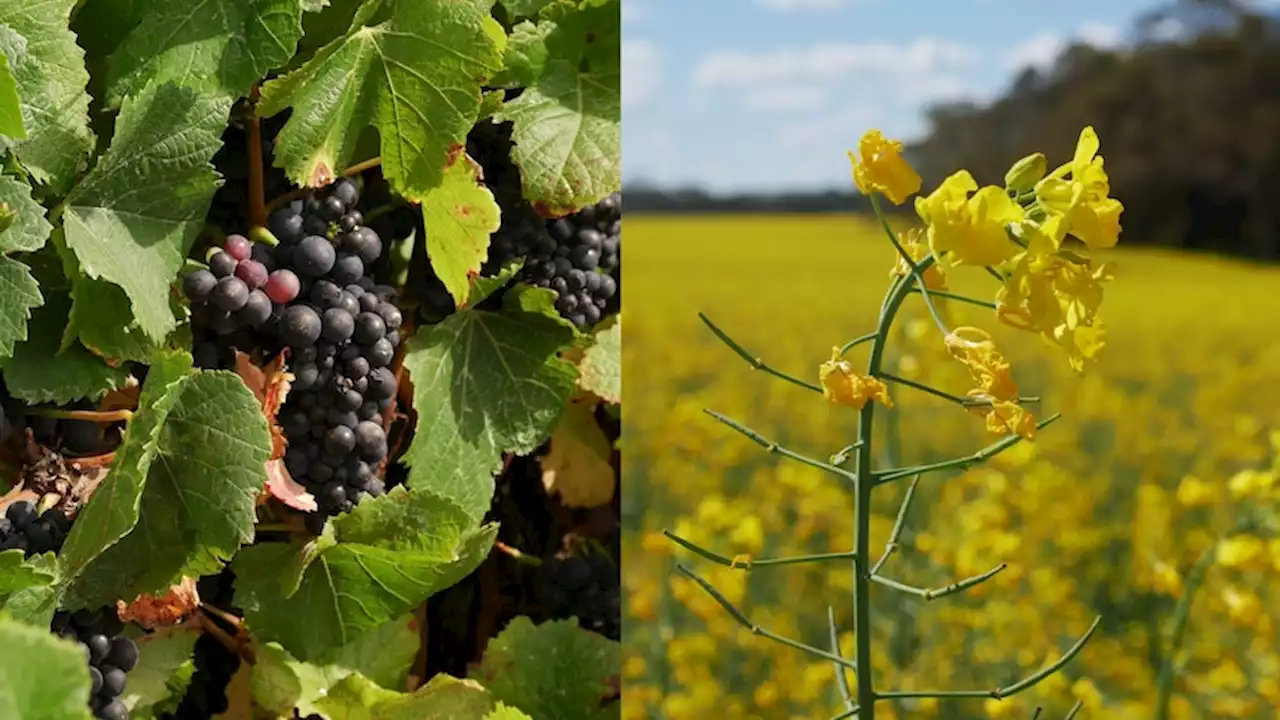 The Wheatbelt isn't known for wine, but one vineyard is thriving against the odds