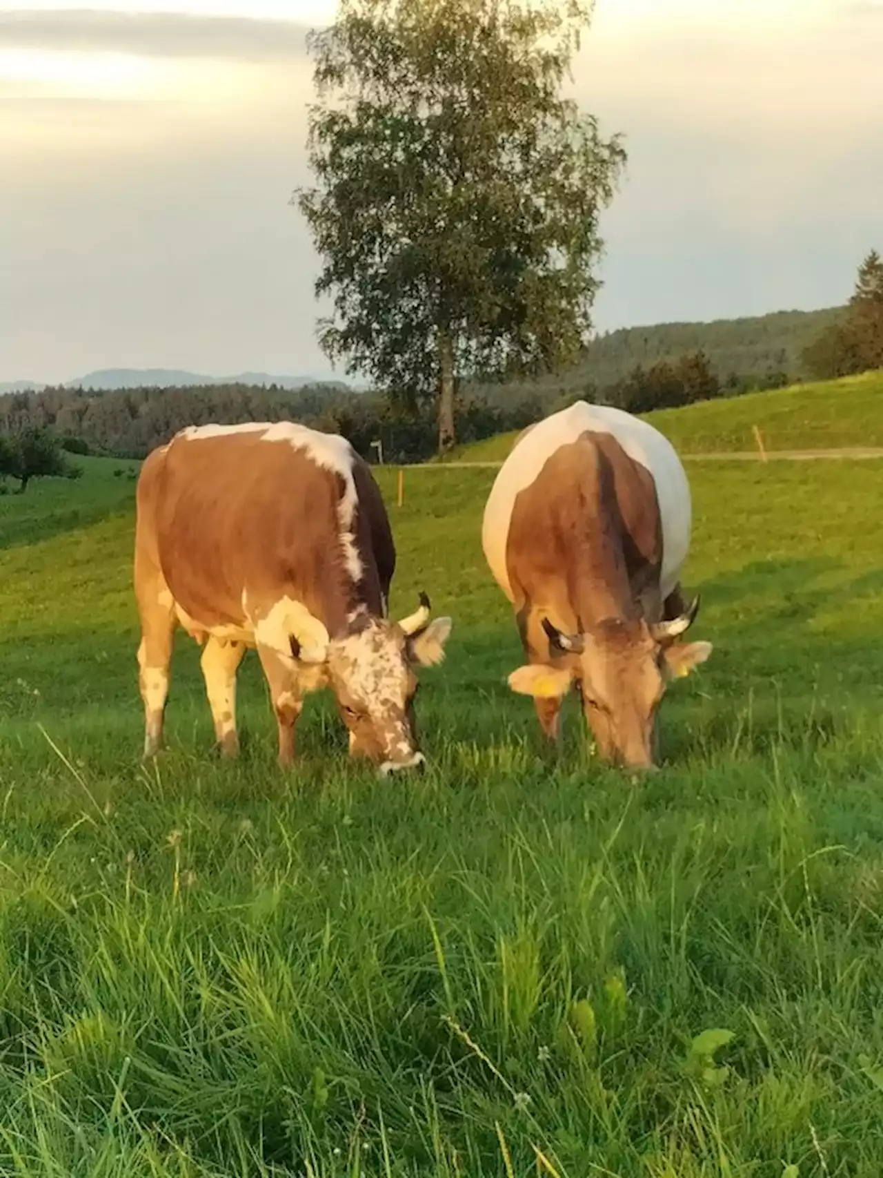 Erste Nationale Blüem- und Gurtschau an der diesjährigen Olma - bauernzeitung.ch