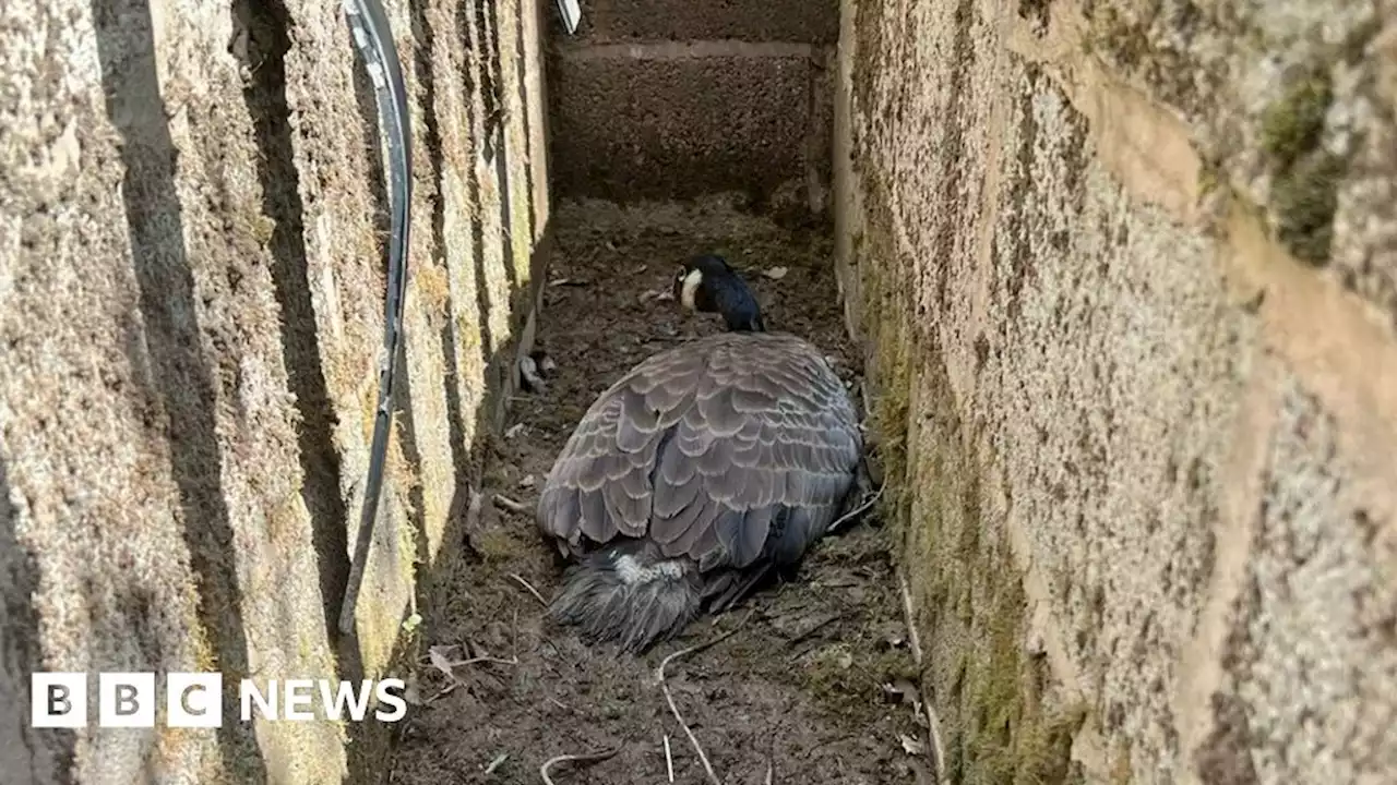 Goose rescued after falling through Leicestershire cattle grid