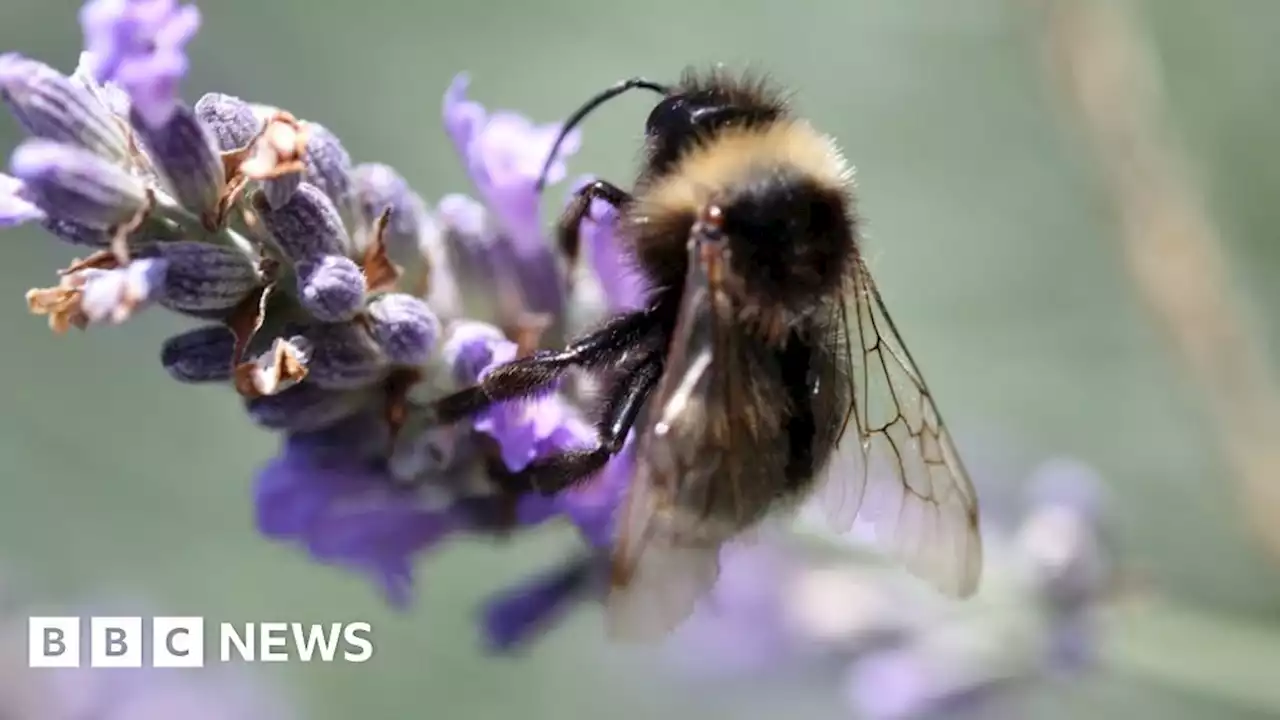 Honeybee brains could bring AI breakthrough, say Sheffield experts