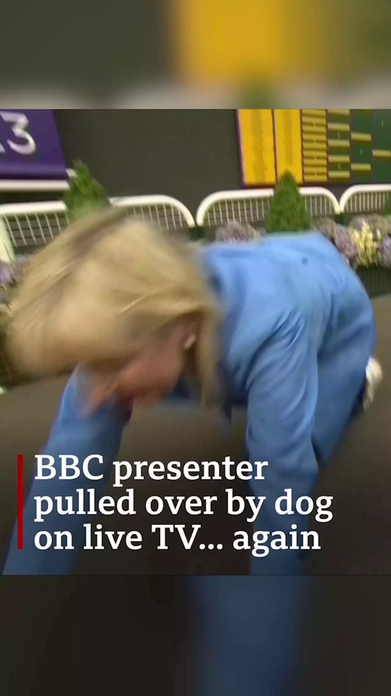 Carol Kirkwood pulled over by dog live on TV... again