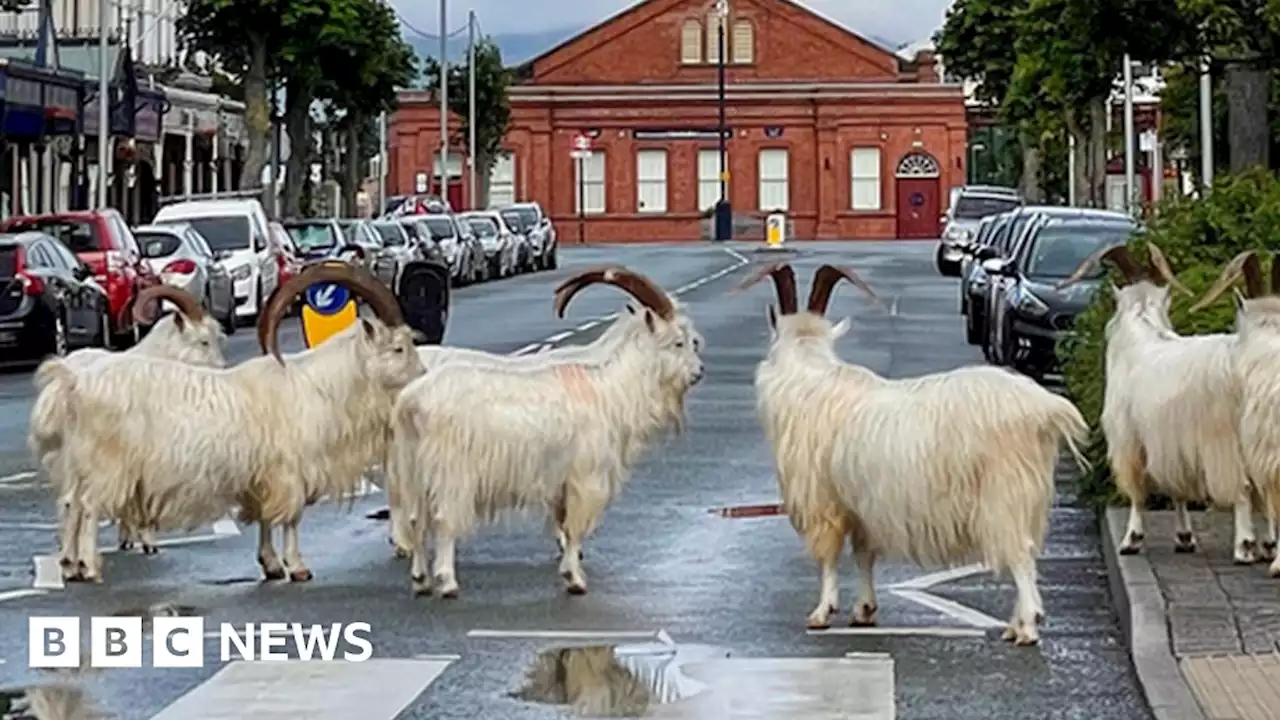 Llandudno: Great Orme goats roam town centre despite removal plans