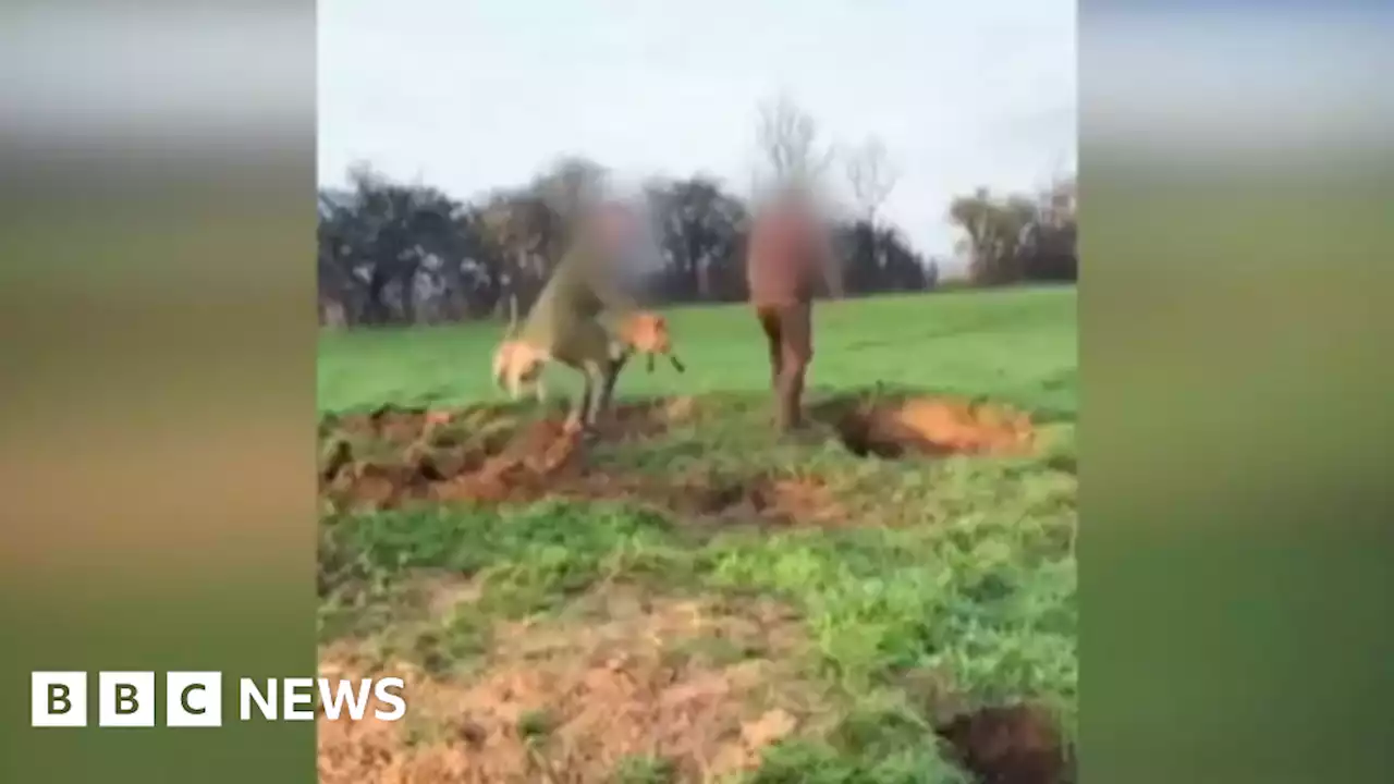 Two guilty of wildlife offences after fox attack